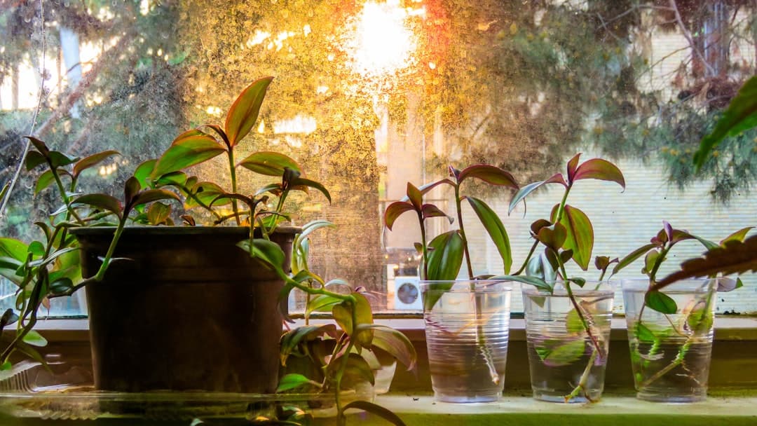Why sudden temperature changes harm plants