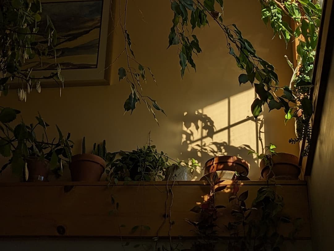 How sun affects succulents differently