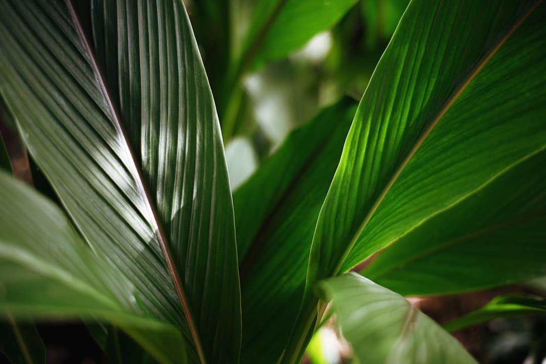 Why tropical plants need stable light