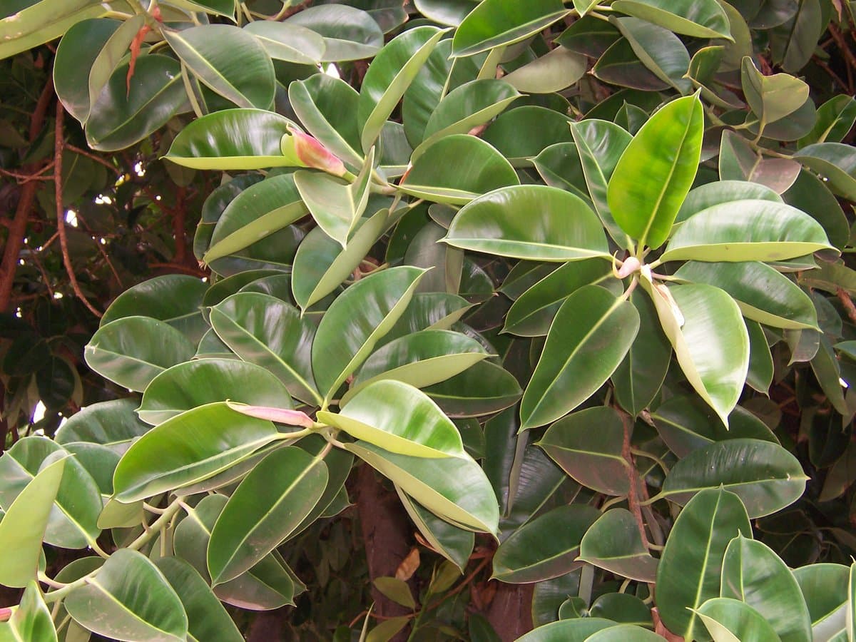 Why woody plants grow slowly