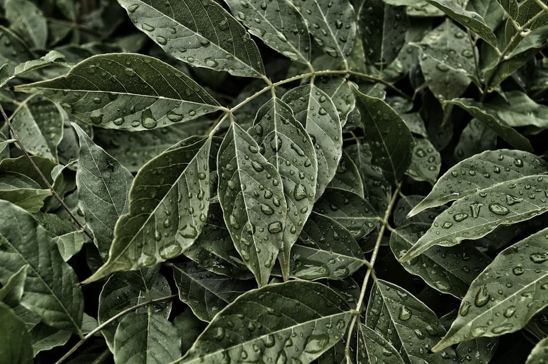 What wrinkled leaves mean