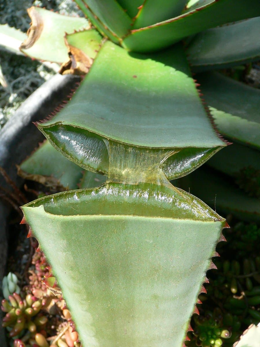 ZZ plant care in Indian homes (low light, low fuss)